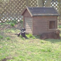 Labrador retriever Zenta