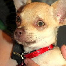 Chihuahua Noobie The Ninja