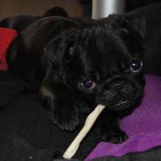 Mops Herman