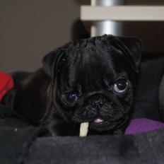 Mops Herman