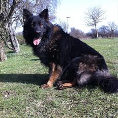 Schæferhund Fernando (Nano)