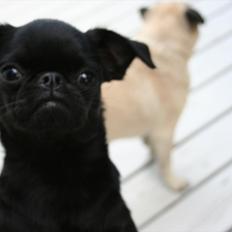 Griffon petit brabancon Paulus