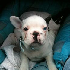 Fransk bulldog Timon