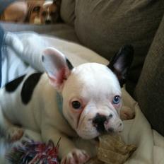 Fransk bulldog Timon