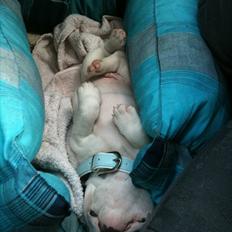 Fransk bulldog Timon