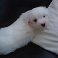 Coton de tulear Chico
