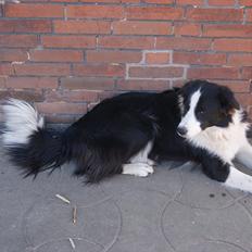 Border collie Kvik