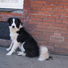 Border collie Kvik