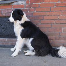 Border collie Kvik