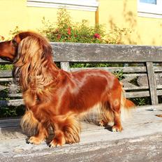 Dværggravhund Lille Struer's Frida