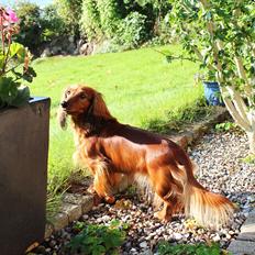 Dværggravhund Lille Struer's Frida