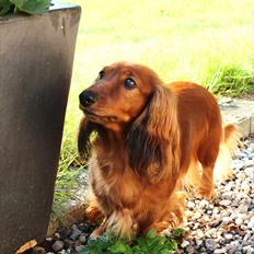 Dværggravhund Lille Struer's Frida