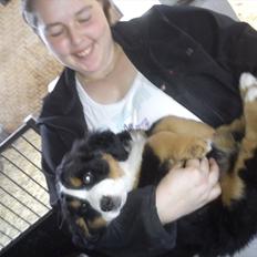 Berner sennenhund Nala <3 Nu "min" igen :)