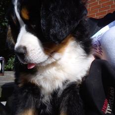 Berner sennenhund Nala <3 Nu "min" igen :)