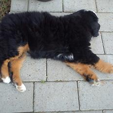 Berner sennenhund Nala <3 Nu "min" igen :)