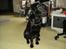 Labrador retriever Jessy <3 R.I.P ;(