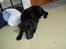 Labrador retriever Jessy <3 R.I.P ;(