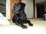 Labrador retriever Jessy <3 R.I.P ;( - nuttede lille hund <3 