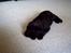 Labrador retriever Jessy <3 R.I.P ;( - da hun var helt lille :) <3 