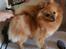 Pomeranian Pomzoo's Ice On Fire Amy