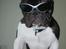 Fransk bulldog harley med blå øjne - totalt badass