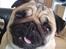 Mops Karla - KUK KUK