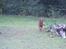Irsk setter clay