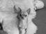 Chihuahua  ¨˜”°º•Snooki•º°”˜¨