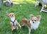 Chihuahua  ¨˜”°º•Snooki•º°”˜¨