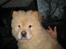 Chow chow Balou Skovgaard Busk