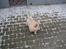 Chow chow Balou Skovgaard Busk