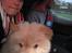 Chow chow Balou Skovgaard Busk