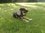 Blanding af racer Aya R.I.P min smukke engel. - Smukke Aya d. 16-9-2011.
