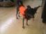 Chinese crested hårløs Gaia