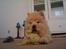 Chow chow Lilo