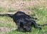 Labrador retriever Bella - Bella nyder solen