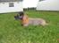 Border terrier Petit fleur (lykke)