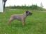 Border terrier Petit fleur (lykke)