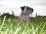 Border terrier Petit fleur (lykke)