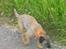 Border terrier Petit fleur (lykke)