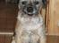 Border terrier Petit fleur (lykke)