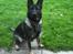 Schæferhund Team Kenzally Bascha - Bascha aug 2011