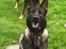 Schæferhund Team Kenzally Bascha - Bascha og Kenzo aug 2011
