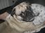Blanding af racer Thor Mops/Engelsk Bulldog