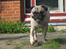 Blanding af racer Thor Mops/Engelsk Bulldog