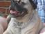 Blanding af racer Thor Mops/Engelsk Bulldog - Mmmmh det er dejligt at ligge her hos mor og slappe af i varmen!