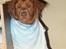 Nova scotia duck tolling retriever Marquis R'I'P