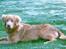 Nova scotia duck tolling retriever Marquis R'I'P