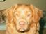Nova scotia duck tolling retriever Marquis R'I'P