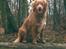 Nova scotia duck tolling retriever Marquis R'I'P